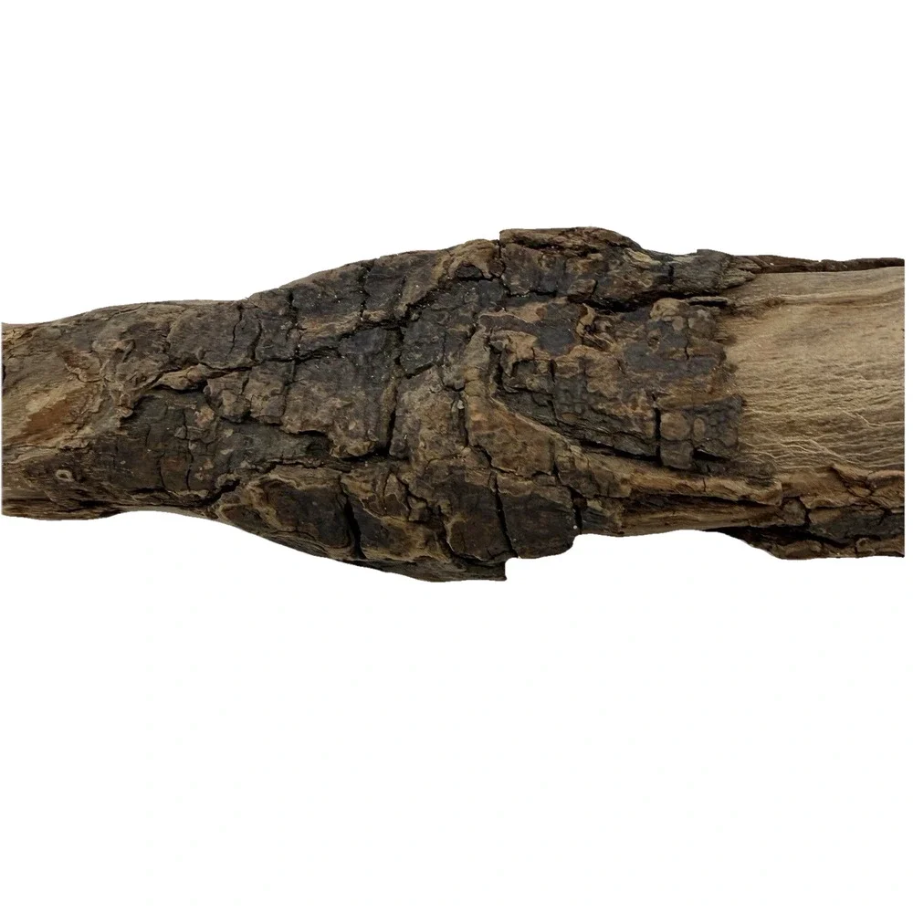 Curved California Coast Driftwood Branch – Sinuous Form 19” Natural Wood